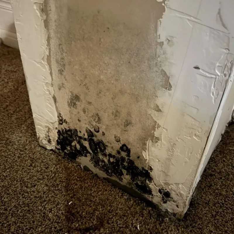 Professional Mold Removal in Los Altos Hills, CA